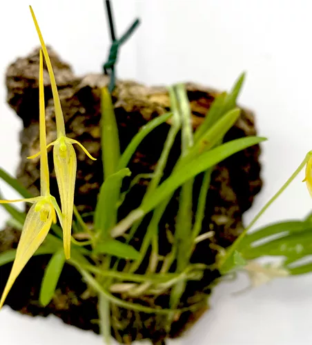 Barbosella cucullata aufgebunden