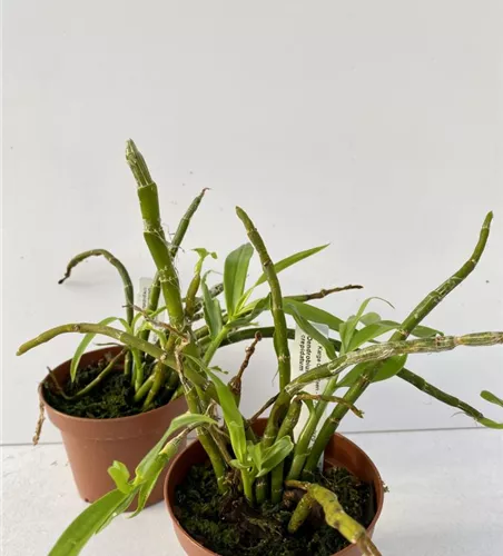 Dendrobium crepidatum 