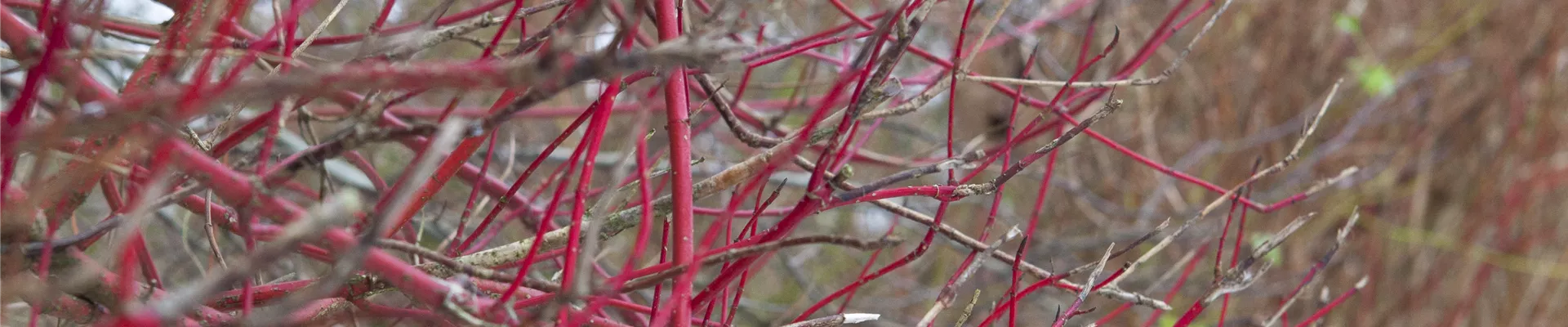 Cornus alba 'Sibirica'