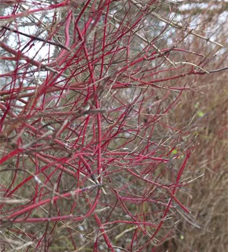 Cornus alba 'Sibirica'