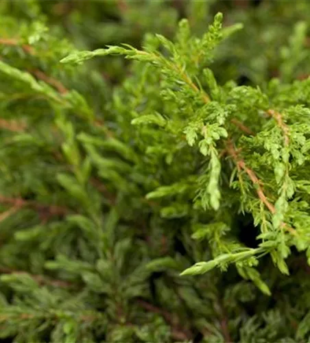 Juniperus com.'Repanda'