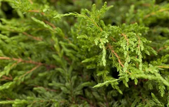 Juniperus com.'Repanda' Juniperus com.'Repanda'