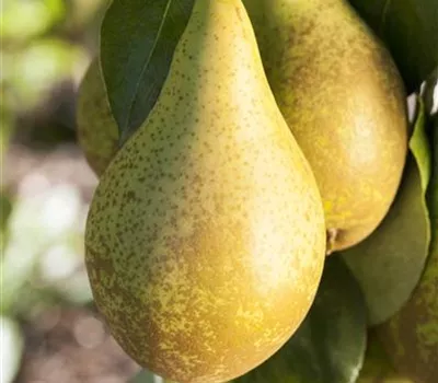 Pyrus com.'Conferencebirne' zert.