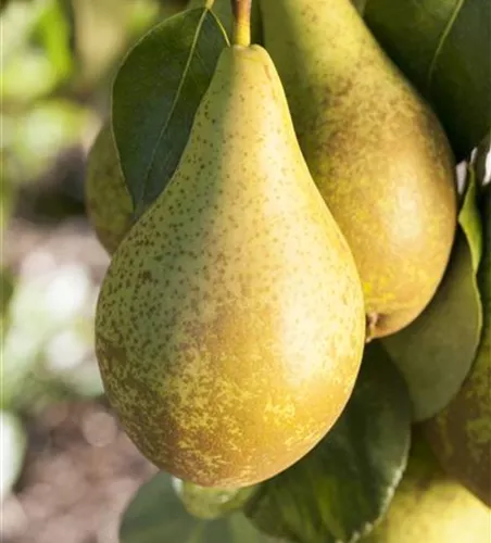 Pyrus com.'Conferencebirne' zert.