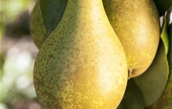 Pyrus com.'Conferencebirne' zert. Pyrus com.'Conferencebirne' zert.