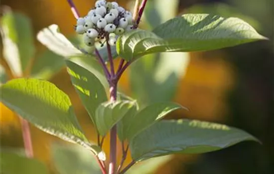 Cornus alba