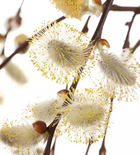 Salix caprea 'Pendula'