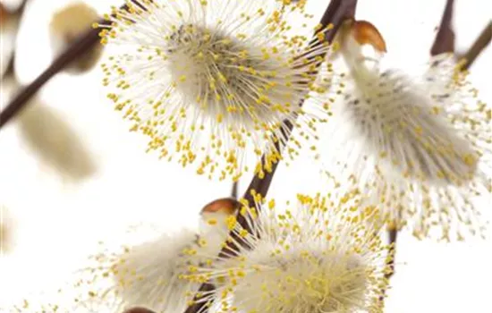 Salix caprea 'Kilmarnock'