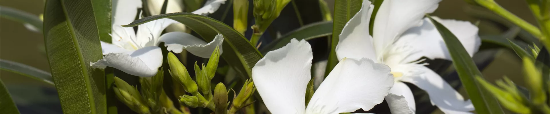 Nerium oleander, weiß Nerium oleander, weiß