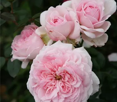 Rosa 'Alexandr.-Princes.d.Luxemb.' -R-STR V