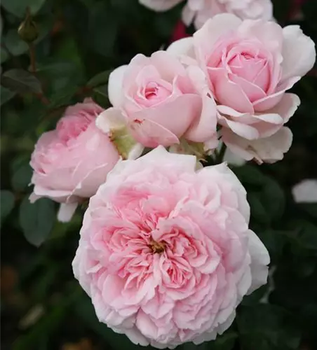 Rosa 'Alexandr.-Princes.d.Luxemb.' -R-STR V