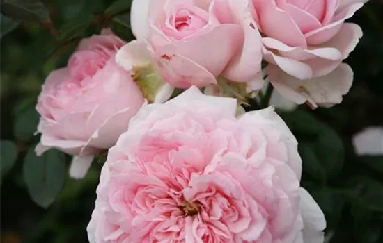 Rosa 'Alexandr.-Princes.d.Luxemb.' -R-STR V