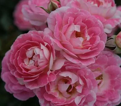 Rosa 'Flirt 2011' -R- Z III