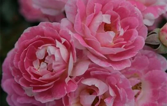 Rosa 'Flirt 2011' -R- Z III