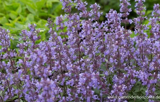Katzenminze Katzenminze