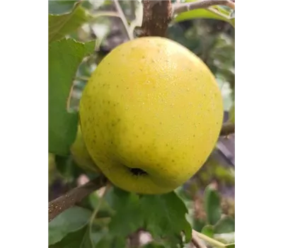 Apfel 'Ananasrenette' Apfel 'Ananasrenette'