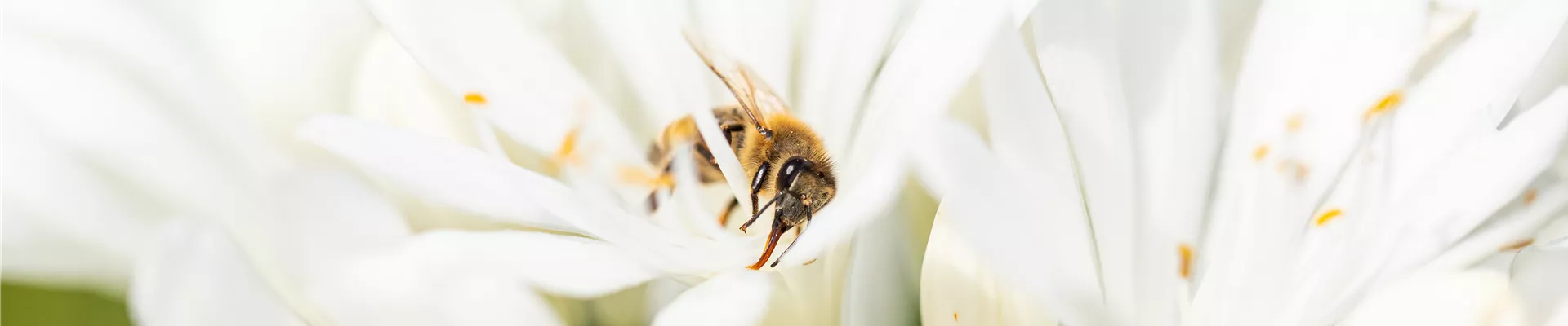 Biene auf Blüte Biene auf Blüte