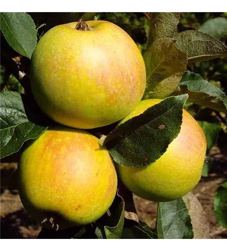 Apfel 'Osnabrücker Renette' Apfel 'Osnabrücker Renette'