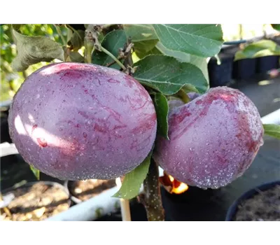Apfel 'Blauer Kölner' Apfel 'Blauer Kölner'