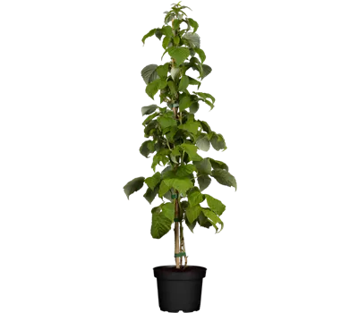 Himbeere 'Schönemann' Himbeere 'Schönemann'