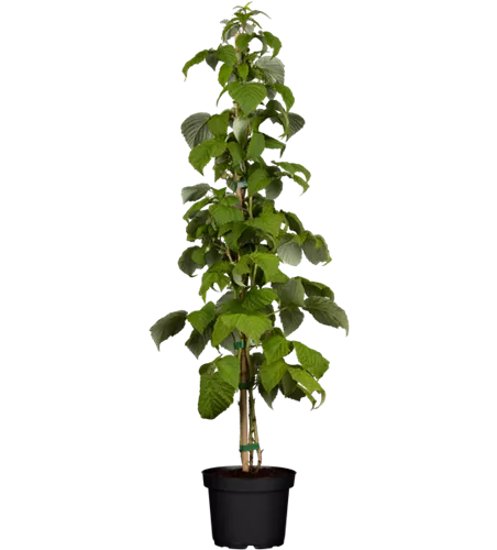 Himbeere 'Schönemann' Himbeere 'Schönemann'