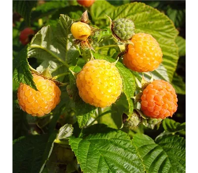 Herbsttragende Himbeere 'Fallgold' Herbsttragende Himbeere 'Fallgold'
