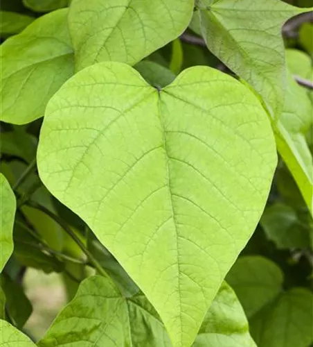 Catalpa bignonioides 'Nana'