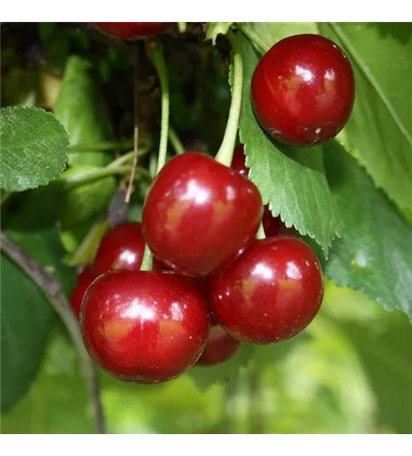 Sauerkirsche 'Schattenmorelle' Sauerkirsche 'Schattenmorelle'