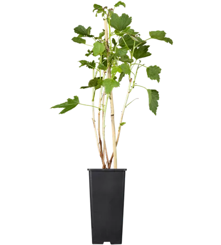 Schwarze Johannisbeere 'Titania'(s) Schwarze Johannisbeere 'Titania'(s)