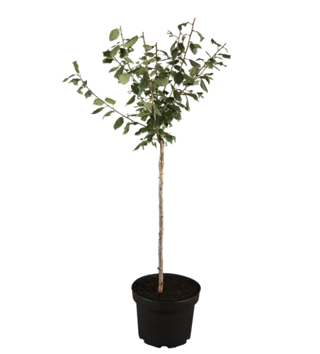 Zwetsche 'Bühler Frühzwetsche' Zwetsche 'Bühler Frühzwetsche'