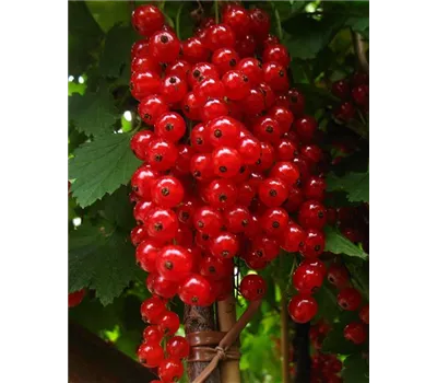 Säulenjohannisbeere 'Rolan' Säulenjohannisbeere 'Rolan'