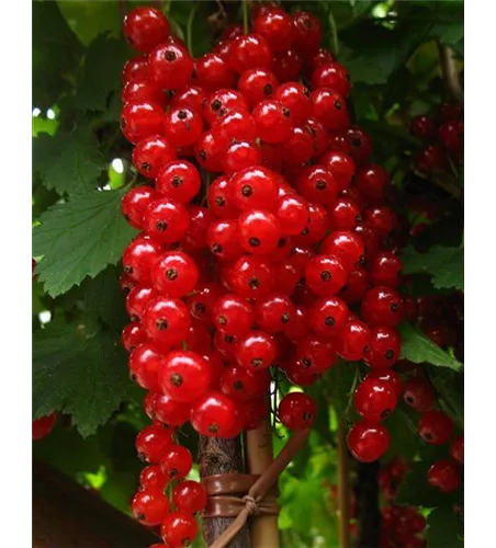 Säulenjohannisbeere 'Rolan' Säulenjohannisbeere 'Rolan'