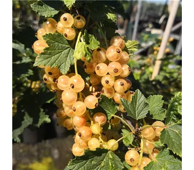 Säulenjohannisbeere 'Primus' Säulenjohannisbeere 'Primus'