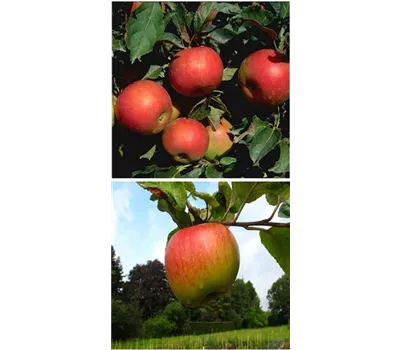 Apfel DUO 'Idared/Juwel von Kirchwerder' Apfel DUO 'Idared/Juwel von Kirchwerder'