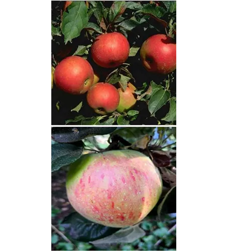 Apfel DUO 'Idared/Osnabrücker Renette' Apfel DUO 'Idared/Osnabrücker Renette'