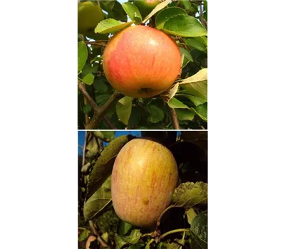 Apfel DUO 'James Grieve/Berner Rosenapfel' Apfel DUO 'James Grieve/Berner Rosenapfel'