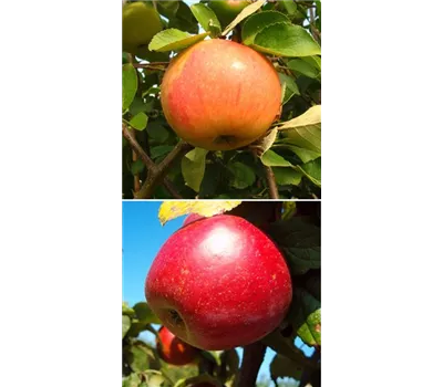 Apfel DUO 'James Grieve/Schöner aus Nordhausen' Apfel DUO 'James Grieve/Schöner aus Nordhausen'