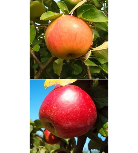 Apfel DUO 'James Grieve/Schöner aus Nordhausen' Apfel DUO 'James Grieve/Schöner aus Nordhausen'