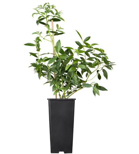 Heidelbeere 'Pink Lemonade' Heidelbeere 'Pink Lemonade'