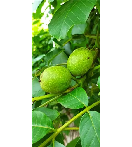 Walnuss 'Esterhazy II' Walnuss 'Esterhazy II'