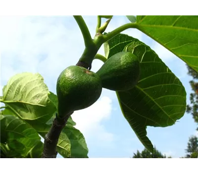 Feige 'Desert King' Feige 'Desert King'