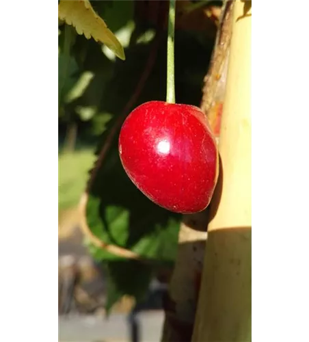 Süßkirsche 'Kassins Frühe' Süßkirsche 'Kassins Frühe'