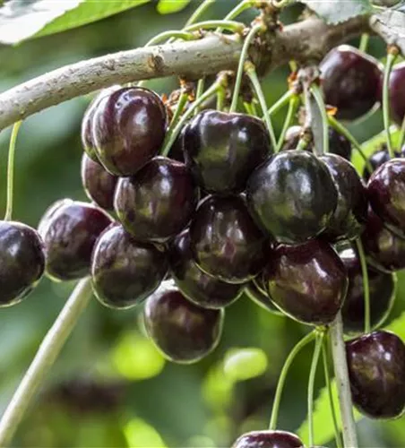 Süßkirsche 'Kordia'® Süßkirsche 'Kordia'®