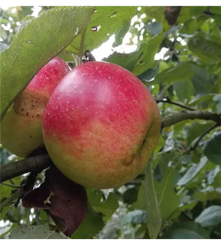 Apfel 'Juwel von Kirchwerder' Apfel 'Juwel von Kirchwerder'