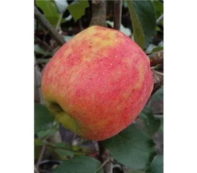 Apfel 'Karneval'®