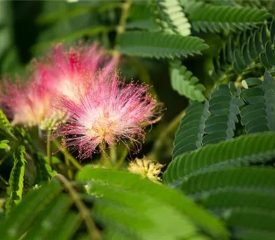 Albizia julibrissin 'Ombrella' Albizia julibrissin 'Ombrella'