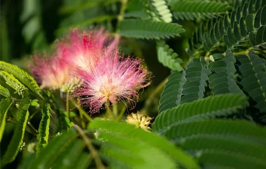Albizia julibrissin 'Ombrella' Albizia julibrissin 'Ombrella'