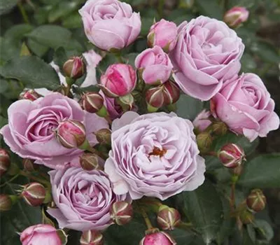 Rosa 'Nautica' -R- BT