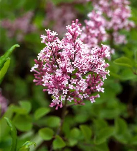 Syringa 'Tinkerbelle' -R-