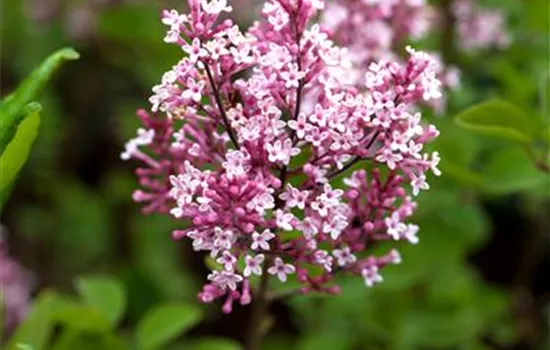 Syringa 'Tinkerbelle' -R-